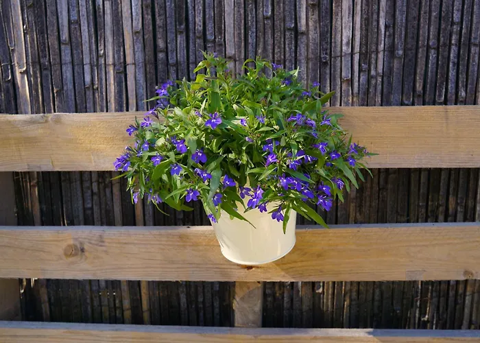 Lone Star House Bed & Breakfast Sainte-Maxime