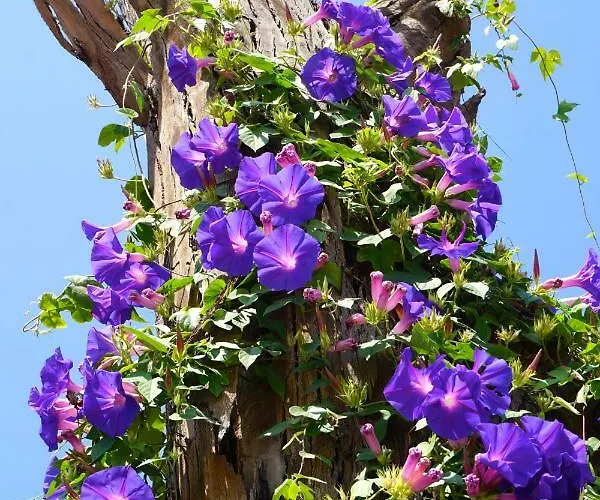 Bed & Breakfast Lone Star House 4*