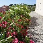 Lone Star House Sainte-Maxime