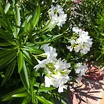 Lone Star House Bed and Breakfast 4*