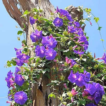 Lone Star House Bed & Breakfast Sainte-Maxime