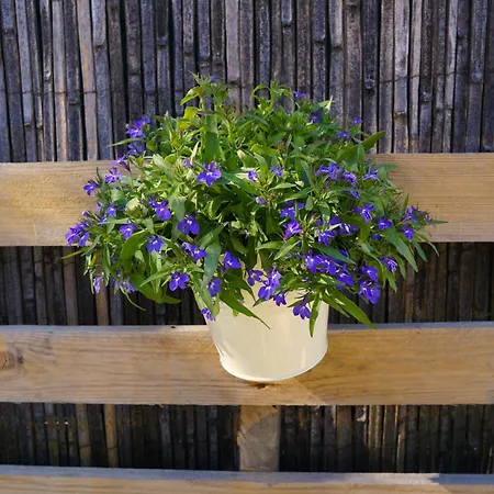 Lone Star House 住宿加早餐酒店 圣马克西姆