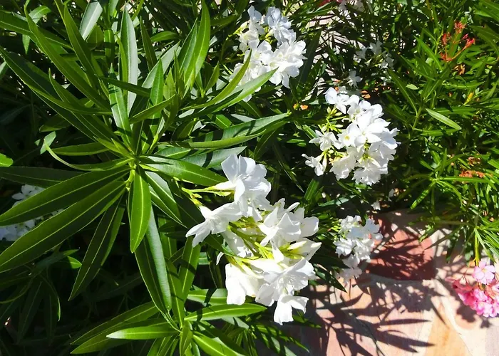 Lone Star House 住宿加早餐酒店 4*